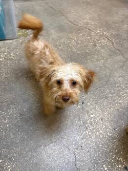 Mixed Breed Dogs Available for Adoption in Ocala, Florida - Tedy | PetCurious