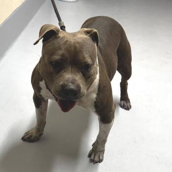 Pit Bull Terrier Dogs Available for Adoption in Concord, North Carolina - Polly | PetCurious