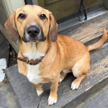 Denali -  Basset Hound and Mixed Breed Dog for Adoption in Cincinnati, Ohio - Denali | PetCurious
