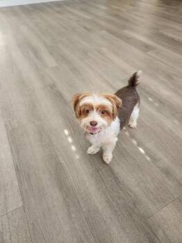 Maltese and Mixed Breed Dogs Available for Adoption in Hampton, Virginia - Bentley | PetCurious