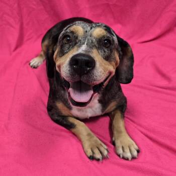 Tallulah -  Beagle Dog for Adoption in Frankfort, Indiana - Tallulah | PetCurious