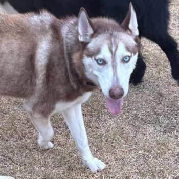 Sasha- Courtesy -  Husky Dog for Adoption in Oklahoma City, Oklahoma - Sasha- Courtesy | PetCurious