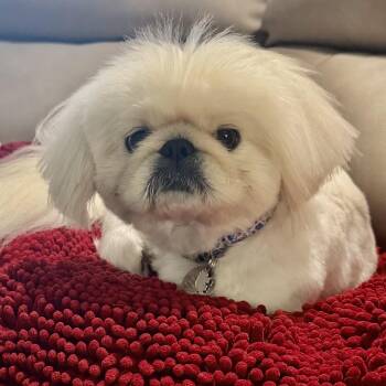 Winston Miller -  Pekingese Dog for Adoption in Plano, Texas - Winston Miller | PetCurious