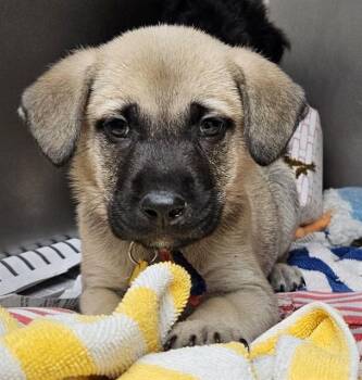 German Shepherd Dog and Australian Shepherd Dogs Available for Adoption in St. Louis, Missouri - JASON | PetCurious