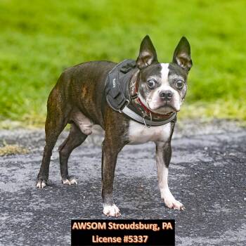 Rocky -  Boston Terrier Dog for Adoption in Stroudsburg, Pennsylvania - Rocky | PetCurious