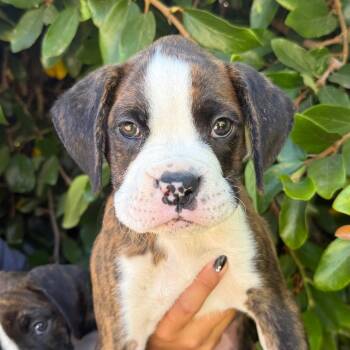 Lychee -  Boxer Dog for Adoption in Goleta, California - Lychee | PetCurious