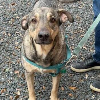 Black Mouth Cur and German Shepherd Dog Dogs Available for Adoption - Pimento | PetCurious