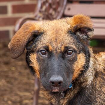 Hound Dogs Available for Adoption in Arlington Heights, Illinois - Pru | PetCurious