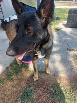 Rescue Belgian Shepherd Malinois Dogs for Adoption in Brownwood, Texas - Jax | PetCurious