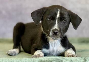 Great Pyrenees and Mixed Breed Dogs Available for Adoption in Warren, Michigan - Proxy | PetCurious