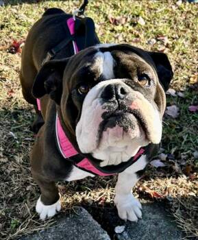 Rescue English Bulldog Dogs for Adoption in Hamburg, New York - Daisy | PetCurious