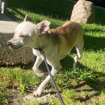 Pepita -  Chihuahua and Mixed Breed Dog for Adoption in Fall River, Massachusetts - Pepita | PetCurious