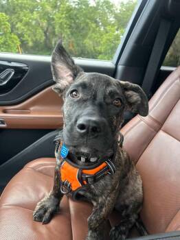 Arlo -  German Shepherd Dog Dog for Adoption in St. Petersburg, Florida - Arlo | PetCurious