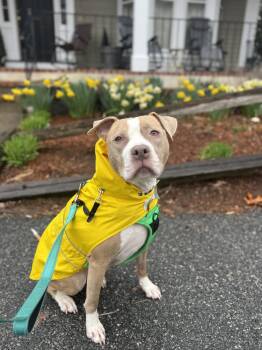 Heather -  Staffordshire Bull Terrier Dog for Adoption in North Reading, Massachusetts - Heather | PetCurious