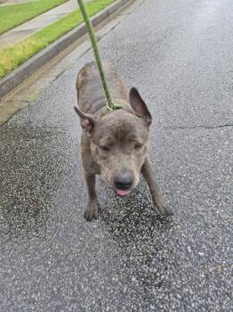 Pen 208 -  Pit Bull Terrier Dog for Adoption in Lawrenceville, Georgia - Pen 208 | PetCurious