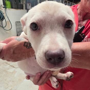 Pikachu -  Mixed Breed Dog for Adoption in Leander, Texas - Pikachu | PetCurious