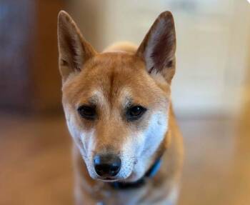 Jax -  Shiba Inu Dog for Adoption in San Ramon, California - Jax | PetCurious