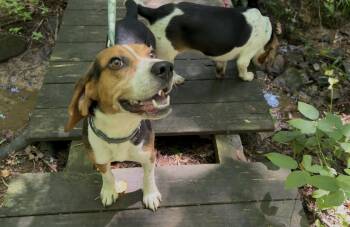 YUKON GOLD -  Beagle Dog for Adoption in Millerstown, Pennsylvania - YUKON GOLD | PetCurious