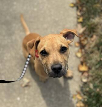 Rescue Pit Bull Terrier Dogs for Adoption in Washington, Missouri - Wally | PetCurious