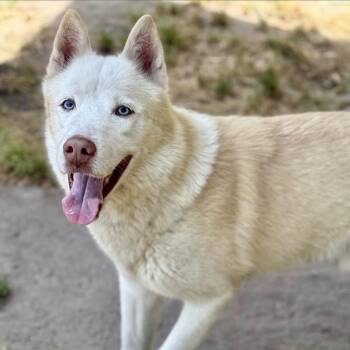 Husky Dogs Available for Adoption - Stetson | PetCurious
