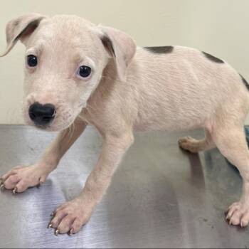 Sleepy -  Mixed Breed Dog for Adoption in Madisonville, Tennessee - Sleepy | PetCurious