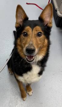 Rescue Shepherd Dogs for Adoption in Lawrenceville, Georgia - Vc-11 | PetCurious