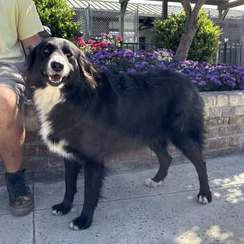 Australian Shepherd Dogs Available for Adoption - Bo | PetCurious
