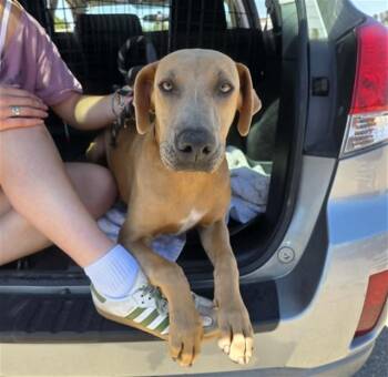 BENITO (BEN) -  Labrador Retriever and Mixed Breed Dog for Adoption in Stockton, California - BENITO (BEN) | PetCurious