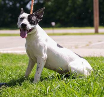 Tink -  Australian Cattle Dog Blue Heeler Dog for Adoption in Stillwater, Oklahoma - Tink | PetCurious