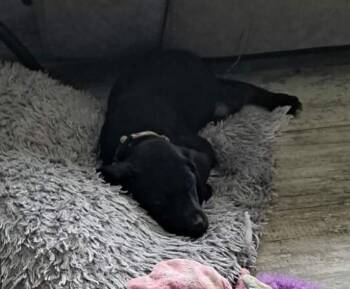 Daisy  May -  Black And Tan Coonhound and Rottweiler Dog for Adoption in Panama City, Florida - Daisy  May | PetCurious