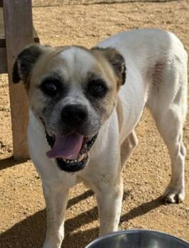 DUKE -  Boxer and Mixed Breed Dog for Adoption in Killeen, Texas - DUKE | PetCurious