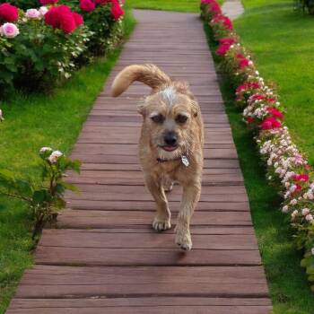Rescue Norfolk Terrier and Norwich Terrier Dogs for Adoption in Orange, California - Ranger | PetCurious
