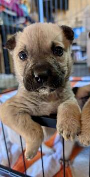 Rescue Mixed Breed Dogs for Adoption in Spring Hill, Tennessee - Oliver | PetCurious