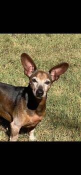 Dachshund and Chihuahua Dogs Available for Adoption - Simon | PetCurious