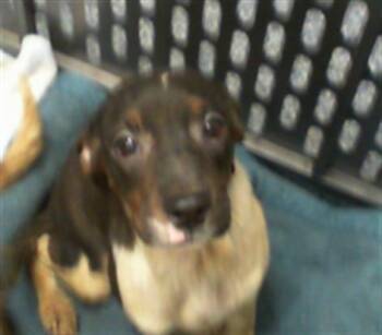 Pit Bull Terrier Dogs Available for Adoption in Charlotte, North Carolina - A1263730 | PetCurious