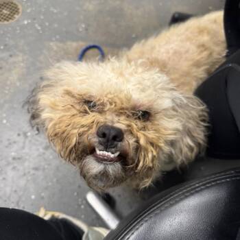 Herbert -  Mixed Breed Dog for Adoption in Columbiana, Alabama - Herbert | PetCurious