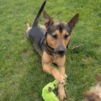 Diesel -  German Shepherd Dog and Mixed Breed Dog for Adoption in Tacoma, Washington - Diesel | PetCurious