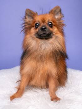 Pooh -  Pomeranian Dog for Adoption in Palo Alto, California - Pooh | PetCurious