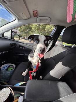 Rescue Pit Bull Terrier Dogs for Adoption in Colorado Springs, Colorado - Timber | PetCurious