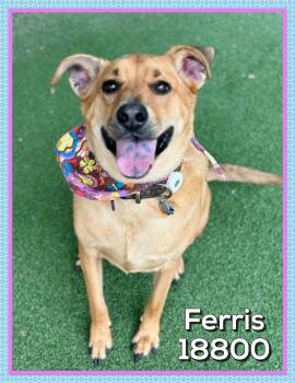 Labrador Retriever and Carolina Dog Dogs Available for Adoption in Marietta, Georgia - FERRIS | PetCurious
