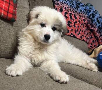 Great Pyrenees Dogs Available for Adoption - Phin | PetCurious