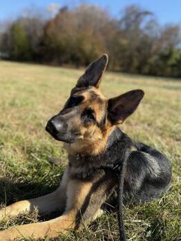 Rescue German Shepherd Dog Dogs for Adoption in Salisbury, North Carolina - Mia | PetCurious