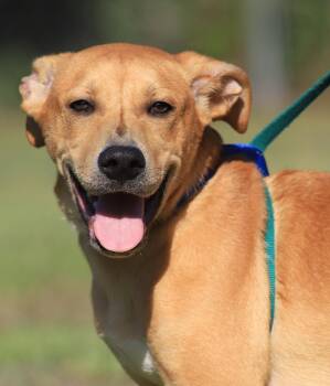 Jareth -  Labrador Retriever and Black Mouth Cur Dog for Adoption in North Fort Myers, Florida - Jareth | PetCurious