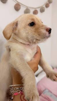 Prim -  Mixed Breed Dog for Adoption in Gainesville, Virginia - Prim | PetCurious