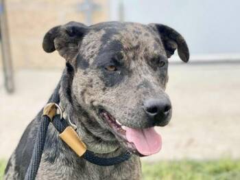 Rescue Mixed Breed Dogs for Adoption in Georgetown, Texas - Betty | PetCurious