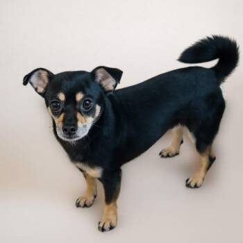 Gavino -  Miniature Pinscher and Chihuahua Dog for Adoption in San Diego, California - Gavino | PetCurious