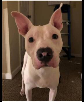 Rescue Mixed Breed Dogs for Adoption in Huntsville, Alabama - Finn | PetCurious