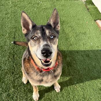 Mixed Breed Dogs Available for Adoption in Naperville, Illinois - Glacier | PetCurious