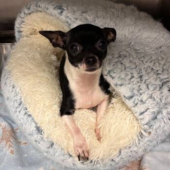 Lady Bug -  Chihuahua Dog for Adoption in Abilene, Texas - Lady Bug | PetCurious