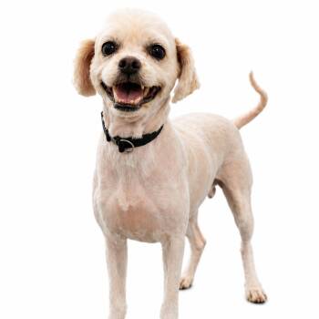 Rocky Moon -  Mixed Breed Dog for Adoption in Philadelphia, Pennsylvania - Rocky Moon | PetCurious